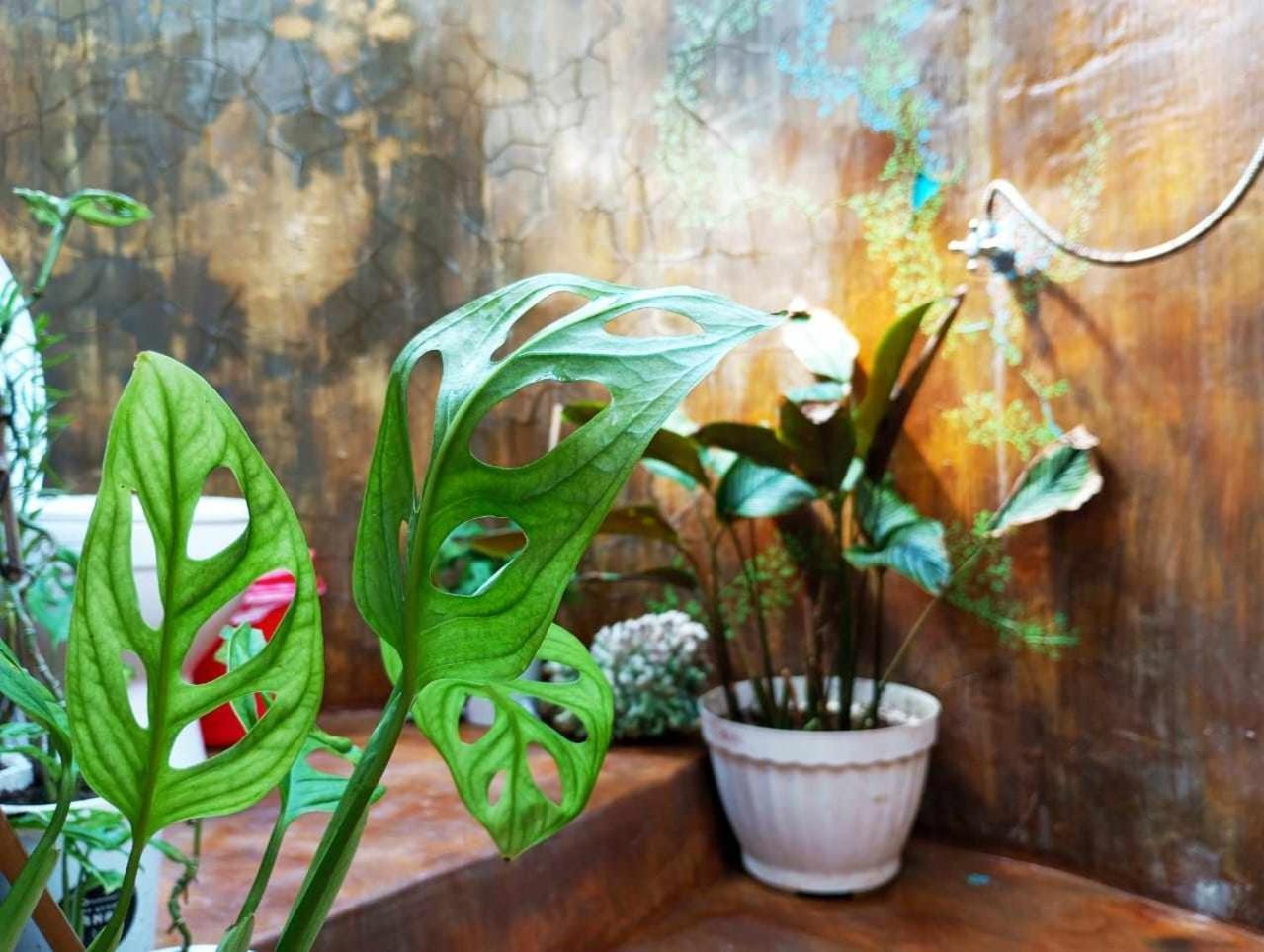 Auberge de jeunesse Uncle Hippie'S Dream à Gili Meno Extérieur photo